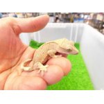 画像: 美！　クレステッドゲッコー（フレイムダルメシアン）　約９cm １