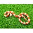 画像6: 美！　アルビノネルソンミルクスネーク　約２５cm　１ (6)