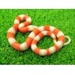 画像2: 美！　アルビノネルソンミルクスネーク　約２５cm　１ (2)