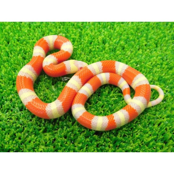 画像2: 美！　アルビノネルソンミルクスネーク　約２５cm　１ (2)