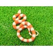画像4: 美！　アルビノネルソンミルクスネーク　約２５cm　１ (4)