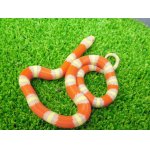 画像: 美！　アルビノネルソンミルクスネーク　約２５cm　１