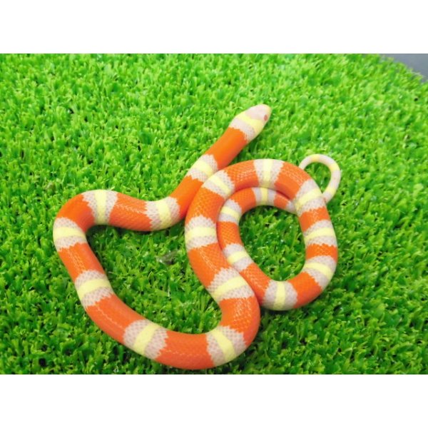 画像1: 美！　アルビノネルソンミルクスネーク　約２５cm　１ (1)