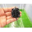 画像4: 美！　ニホンイシガメ（セレクト個体）　約４.５cm　５ (4)