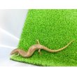 画像5: 美！　シロテンカラカネトカゲ　約１８cmたぶん♀　１ (5)