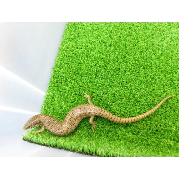 画像5: 美！　シロテンカラカネトカゲ　約１８cmたぶん♀　１ (5)