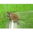 画像5: 美！　ニホンイシガメ（セレクト個体）　約４.５cm　５ (5)