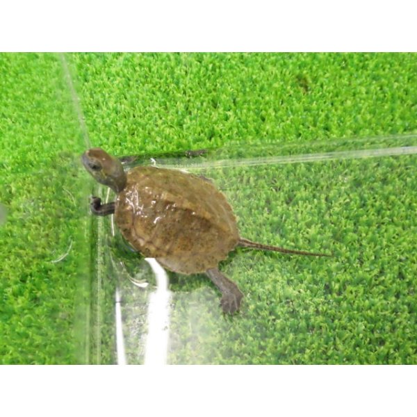画像5: 美！　ニホンイシガメ（セレクト個体）　約４.５cm　５ (5)