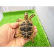 画像6: 美！　ギリシャリクガメ　約７cm　２ (6)