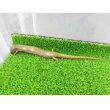 画像2: 美！　シロテンカラカネトカゲ　約１８cmたぶん♀　１ (2)