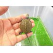 画像1: 美！　ニホンイシガメ（セレクト個体）　約４.５cm　５ (1)
