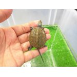 画像: 美！　ニホンイシガメ（セレクト個体）　約４.５cm　５