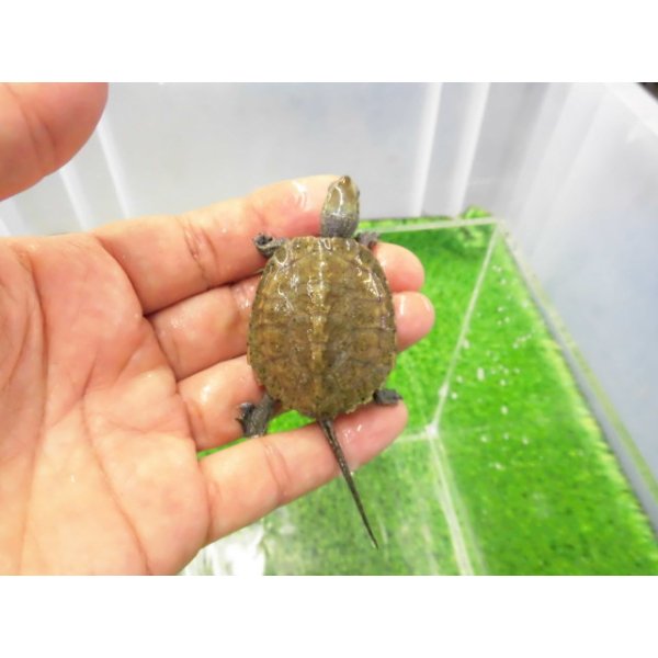 画像1: 美！　ニホンイシガメ（セレクト個体）　約４.５cm　５ (1)