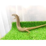 画像: 美！　シロテンカラカネトカゲ　約１８cmたぶん♀　１