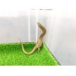 画像4: 美！　シロテンカラカネトカゲ　約１８cmたぶん♀　１ (4)