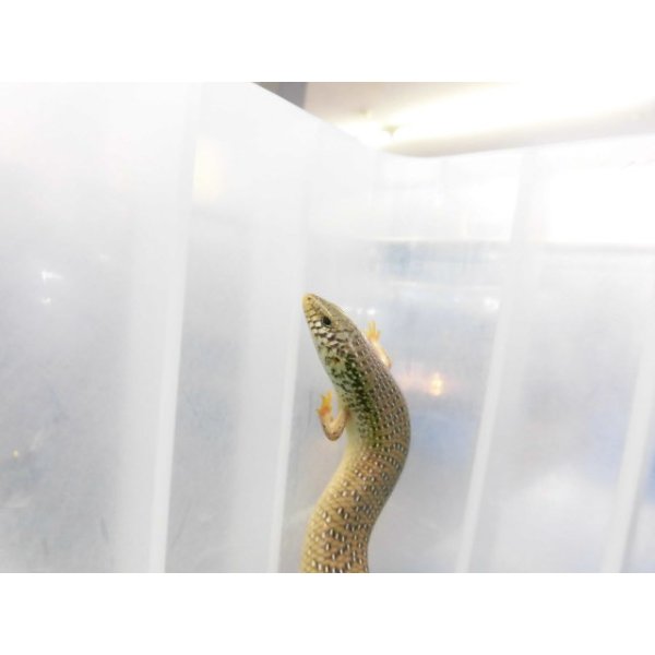 画像3: 美！　シロテンカラカネトカゲ　約１８cmたぶん♀　１ (3)