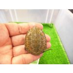 画像: 美！　ニホンイシガメ（セレクト個体）　約４.５cm　８