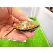 画像2: 美！　ニホンイシガメ（セレクト個体）　約４.５cm　８ (2)