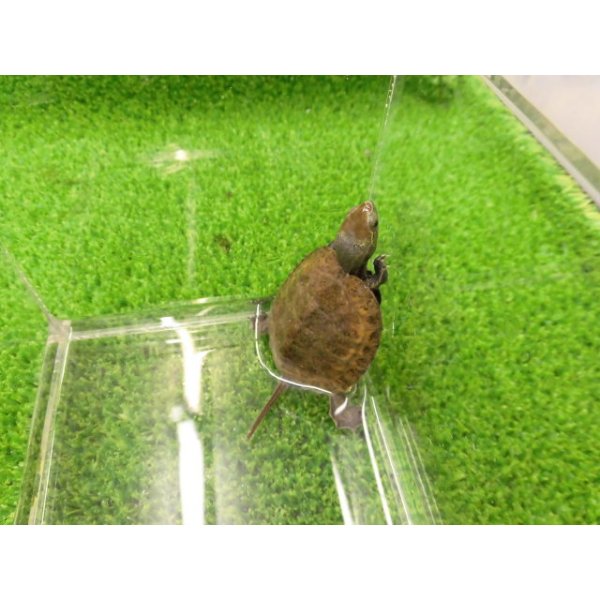 画像5: 美！　ニホンイシガメ（セレクト個体）　約４.５cm　８ (5)