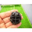 画像4: 美！　ニホンイシガメ（セレクト個体）　約４.５cm　８ (4)