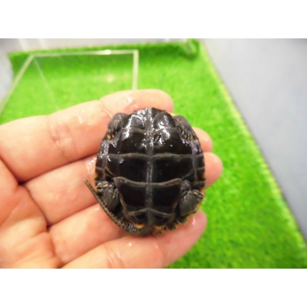 画像4: 美！　ニホンイシガメ（セレクト個体）　約４.５cm　８ (4)