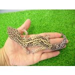 画像: 美！　ジャイアント（ヒョウモントカゲモドキ）　約２２cm♂　１