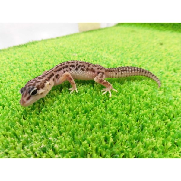 画像5: 美！　スーパーマックスノー（ヒョウモントカゲモドキ）　約９cm　１ (5)
