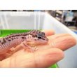 画像2: 美！　スーパーマックスノー（ヒョウモントカゲモドキ）　約９cm　１ (2)
