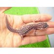 画像1: 美！　スーパーマックスノー（ヒョウモントカゲモドキ）　約９cm　１ (1)
