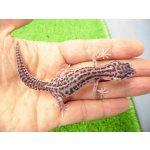 画像: 美！　スーパーマックスノー（ヒョウモントカゲモドキ）　約９cm　１