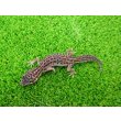 画像4: 美！　スーパーマックスノー（ヒョウモントカゲモドキ）　約９cm　１ (4)