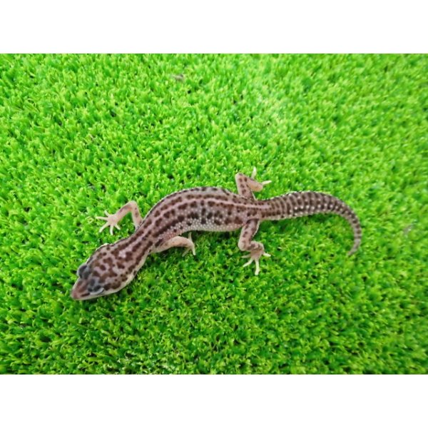 画像4: 美！　スーパーマックスノー（ヒョウモントカゲモドキ）　約９cm　１ (4)