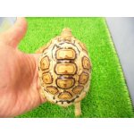 画像: 美！　ソマリアリクガメCB　約９.５cm　１