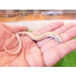画像: 美！　エジプトクサビトカゲ　約１４cm♀　２