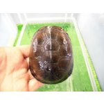 画像: 美！　クリイロハコヨコクビガメ　約９cm　２