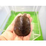 画像: 美！　アフリカヌマヨコクビガメ　約５.５cm　１