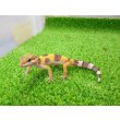 画像5: 美！　ハイポタンジェリン（ヒョウモントカゲモドキ）　約９cm　１ (5)