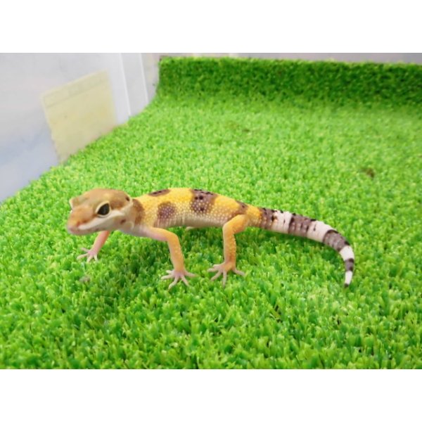 画像5: 美！　ハイポタンジェリン（ヒョウモントカゲモドキ）　約９cm　１ (5)