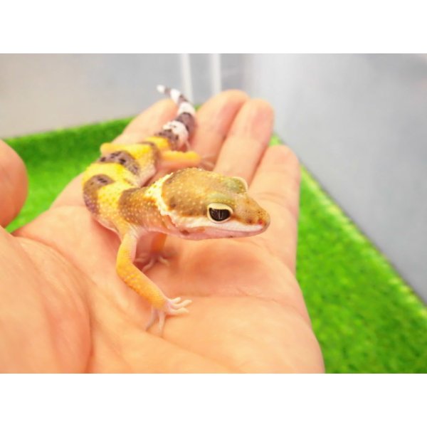 画像3: 美！　ハイポタンジェリン（ヒョウモントカゲモドキ）　約９cm　１ (3)