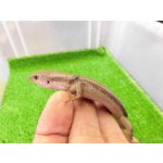 画像: 美！　ニホントカゲ　約１４cm　１