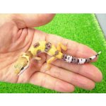 画像: 美！　ハイポタンジェリン（ヒョウモントカゲモドキ）　約９cm　１