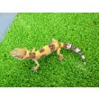 画像4: 美！　ハイポタンジェリン（ヒョウモントカゲモドキ）　約９cm　１ (4)