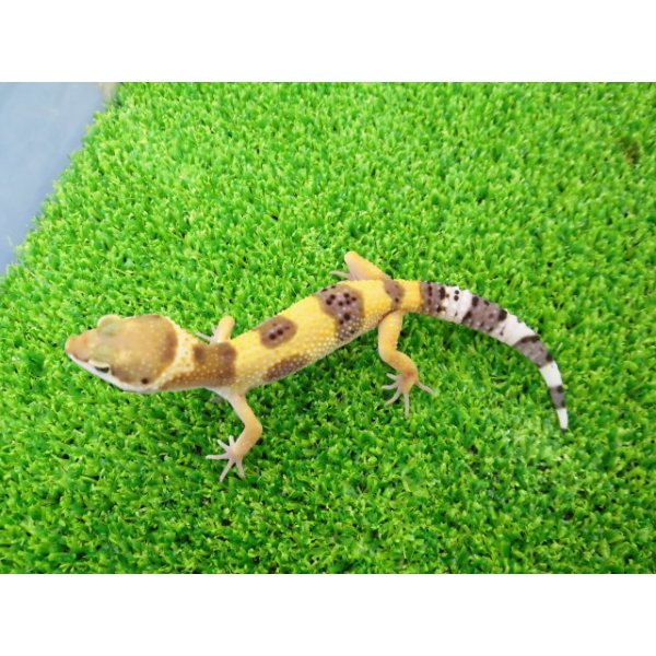画像4: 美！　ハイポタンジェリン（ヒョウモントカゲモドキ）　約９cm　１ (4)