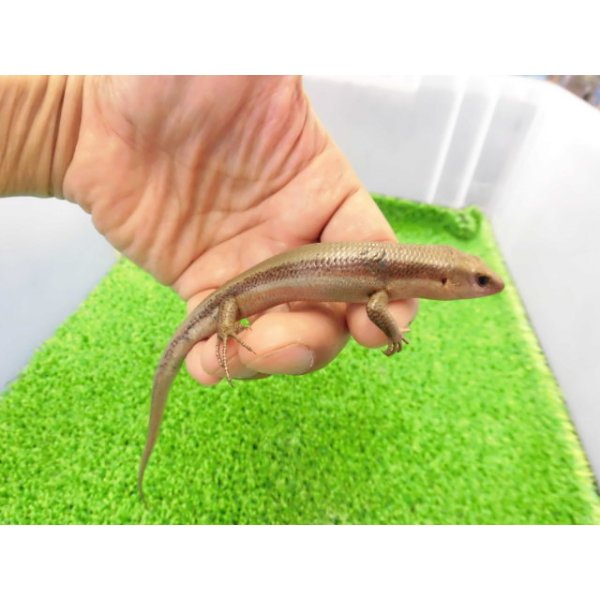 画像5: 美！　ニホントカゲ　約１４cm　１ (5)