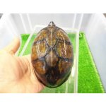 画像: 美！　サソリドロガメ　約１２cm　１