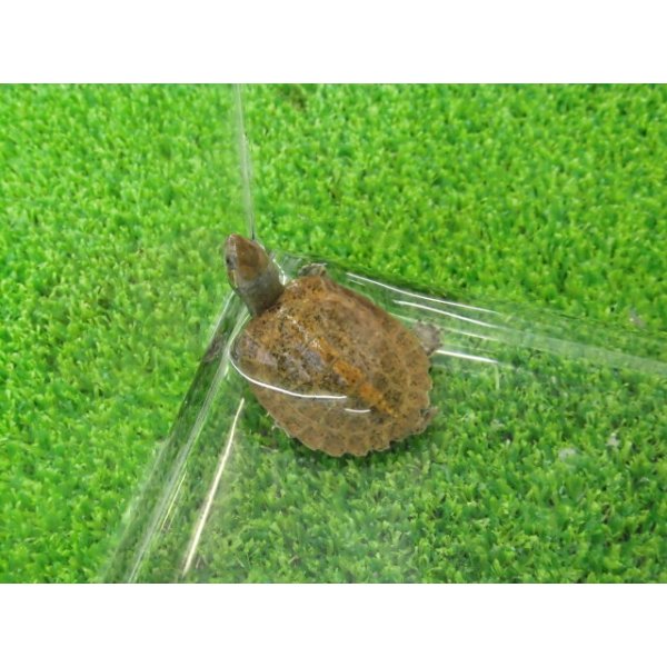 画像4: 美！　ニホンイシガメ（セレクト個体　多甲板、尾曲がり）　約３.５cm　９ (4)