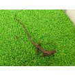 画像4: 美！　ニホンカナヘビ　約１１cm　たぶん♂　１ (4)