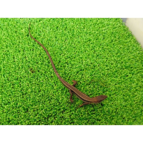 画像4: 美！　ニホンカナヘビ　約１１cm　たぶん♂　１ (4)
