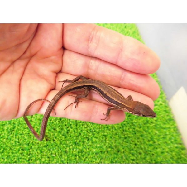 画像3: 美！　ニホンカナヘビ　約１１cm　たぶん♂　１ (3)