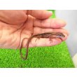 画像2: 美！　ニホンカナヘビ　約１１cm　たぶん♂　１ (2)